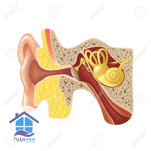 سیستم شنوایی انسان
