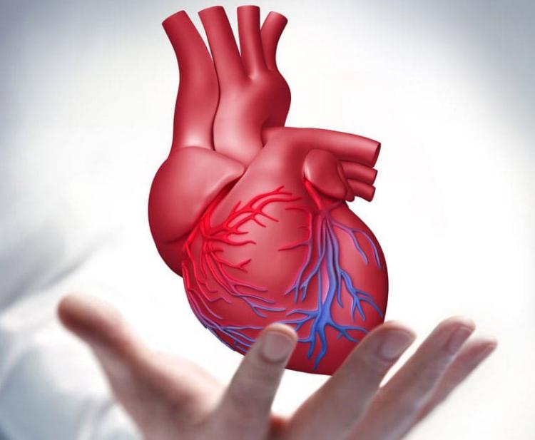 انواع بیماری‌های قلبی و عروقی